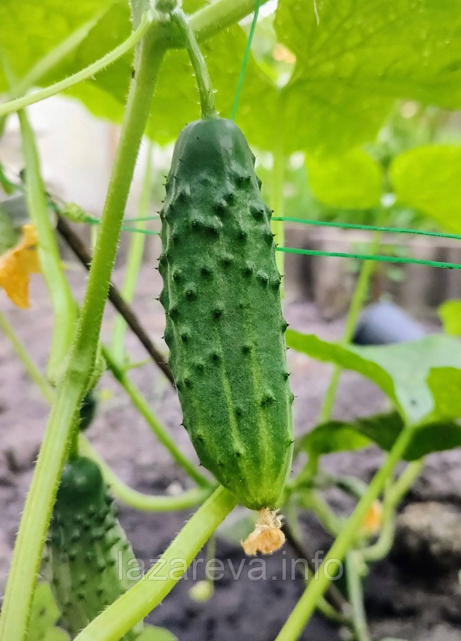 Насіння огірка Пульс F1 10 шт, фото 1