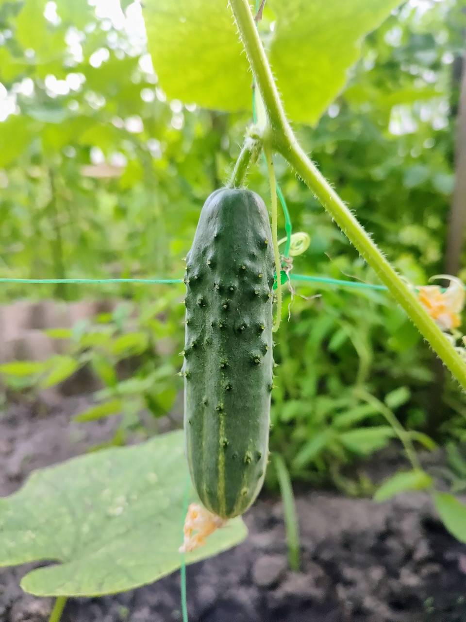 Насіння огірка Діктор F1 10 шт, фото 1