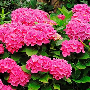 Гортензія крупнолиста 'Freudenstein'. Контейнер 3л