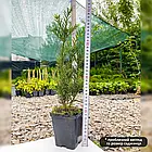 Саджанці Тиса ягідного Баката (Taxus Baccata) Р9, фото 2