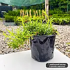 Саджанці Флокса шилоподібного Дрюмонд Пінк (Phlox subulata Drummond Pink) Р9, фото 6