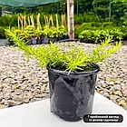 Саджанці Флокса шилоподібного Фебюлос Роуз (Phlox subulata Fabulous Rose) P9, фото 3