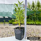 Саджанці Шавлії лікарської (Salvia officinalis) Р9, фото 2