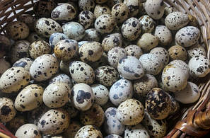 Яйця перепелині харчові( натуральні, свіжі, домашні)