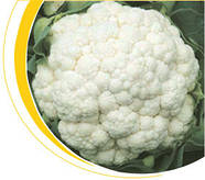 Насіння капусти цвітної