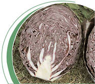 Насіння капусти червоноголової