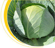 Насіння капусти ранньої