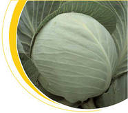 Насіння капусти середньої