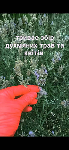 Літній збір трав розпочався