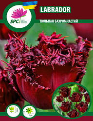 Тюльпан Labrador