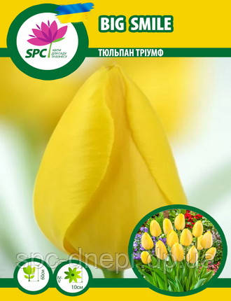 Тюльпан тріумф Big Smile