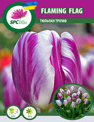 Тюльпан тріумф Flaming Flag