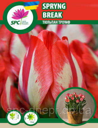 Тюльпан тріумф Spryng Break