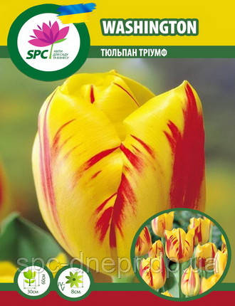 Тюльпан тріумф Washington