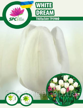 Тюльпан тріумф White Dream