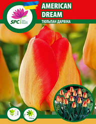Тюльпан American Dream