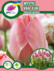 Тюльпан Mystic van Eijk