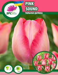 Тюльпан Pink Sound