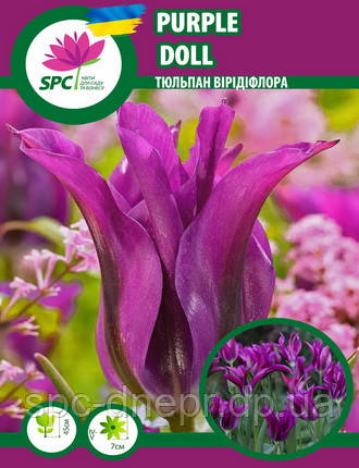 Тюльпан Purple Doll