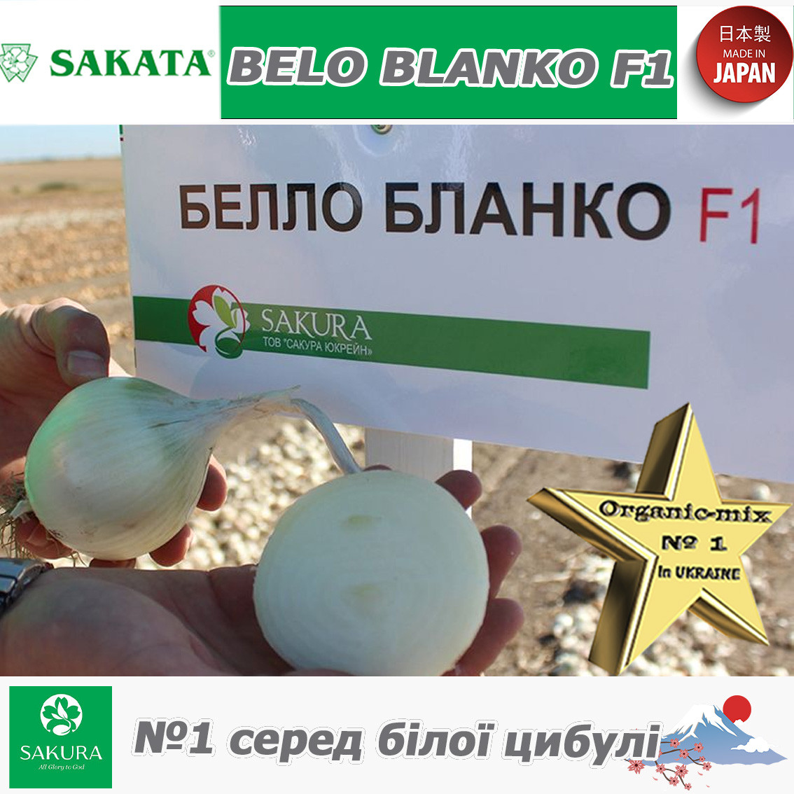 Цибуля біла БЕЛО БЛАНКО F1 / BELO BLANKO F1 ТМ Sakata (Японія), фото 1