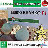 Цибуля біла БЕЛО БЛАНКО F1 / BELO BLANKO F1 ТМ Sakata (Японія)