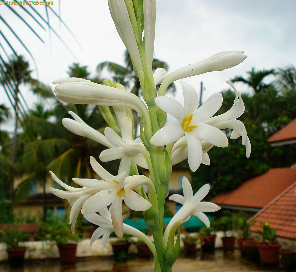 Tuberosa (Тубероза) клуб 10/12, фото 1