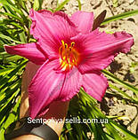 Лілейник Summer Wine, фото 2