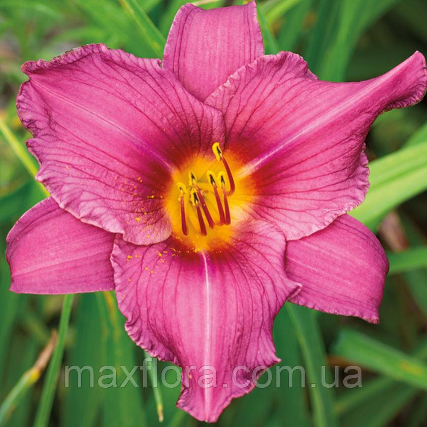 Лілейник Summer Wine, фото 1