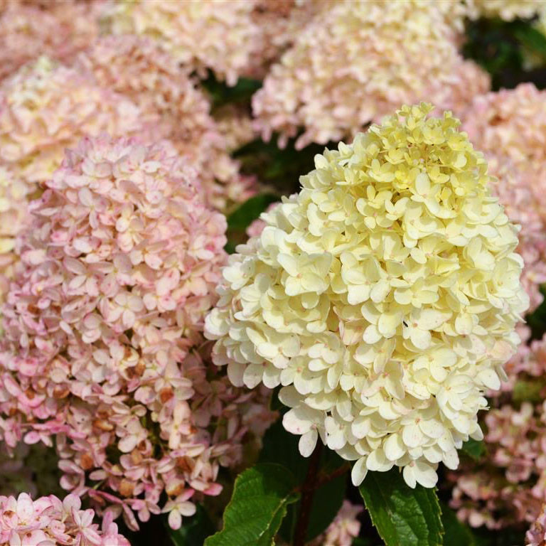 Гортензія волотиста Вайт Лайт / С3 / Hydrangea Whitelight
