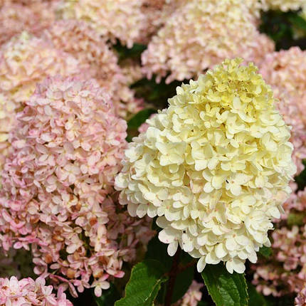 Гортензія волотиста Вайт Лайт / С3 / Hydrangea Whitelight, фото 1