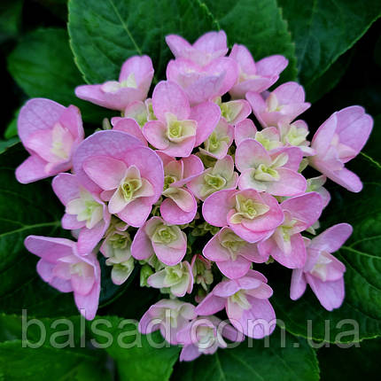 Гортензія крупнолиста Флорентіна / Р12 / Hydrangea Florentina, фото 3