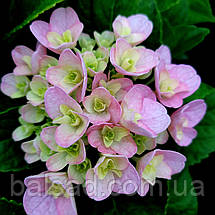 Гортензія крупнолиста Флорентіна / Р12 / Hydrangea Florentina, фото 4