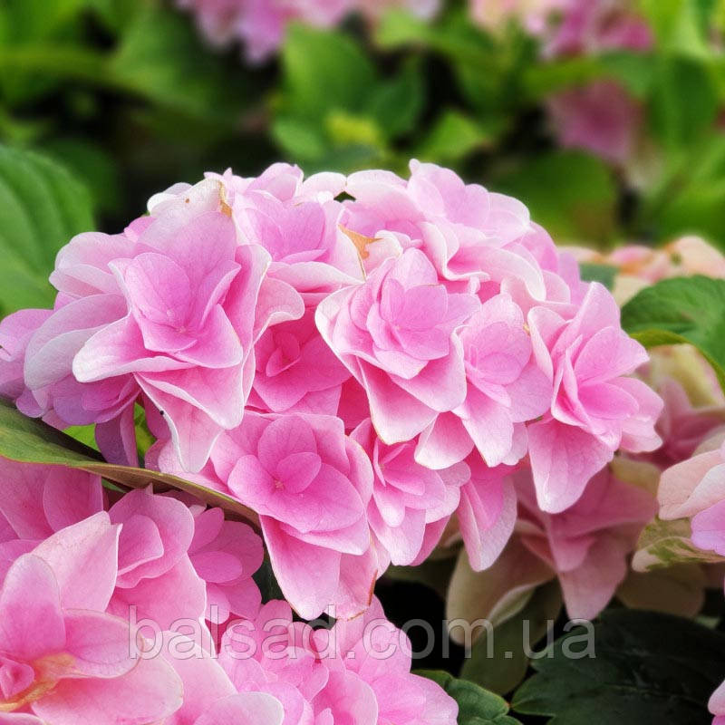 Гортензія крупнолиста Флорентіна / Р12 / Hydrangea Florentina