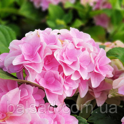 Гортензія крупнолиста Флорентіна / Р12 / Hydrangea Florentina, фото 1