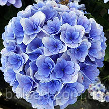 Гортензія крупнолиста Флорентіна / Р12 / Hydrangea Florentina, фото 5
