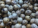 Інкубаційні яйця породи Техаский Альбінос, фото 2