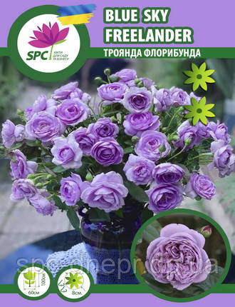 Троянда флорибунда Blue Sky Free, фото 1
