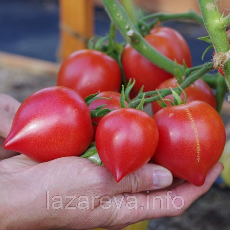 Насіння томату Папіна дочка F1 10 шт, фото 1