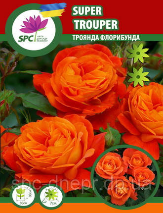 Троянда флорибунда Super Truper