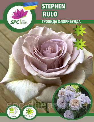 Троянда флорибунда Stephen Rulo