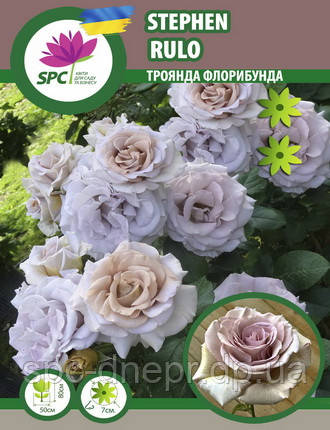Троянда флорибунда Stephen Rulo, фото 2