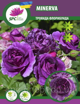 Троянда флорибунда Minerva