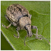 Свекловичный долгоносик