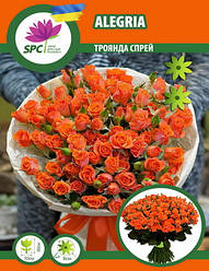 Троянда бордюрна, спрей Alegria