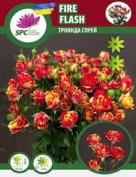 Троянда бордюрна, спрей Flash Fire