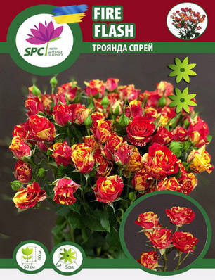 Троянда бордюрна, спрей Flash Fire, фото 1