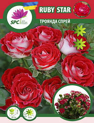 Троянда бордюрна, спрей Ruby Star (Dynamit Spray)