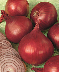 Насіння червоної ріпчастої цибулі Ред Барон (Red Baron) Bejo 250000