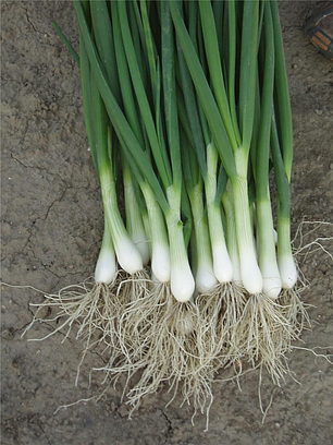 Насіння цибулі на перо Параде (Parade) Bejo 250000 калб, фото 1