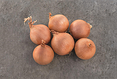 Насіння цибулі Дайтона F1 (Daytona F1) Bejo 250000